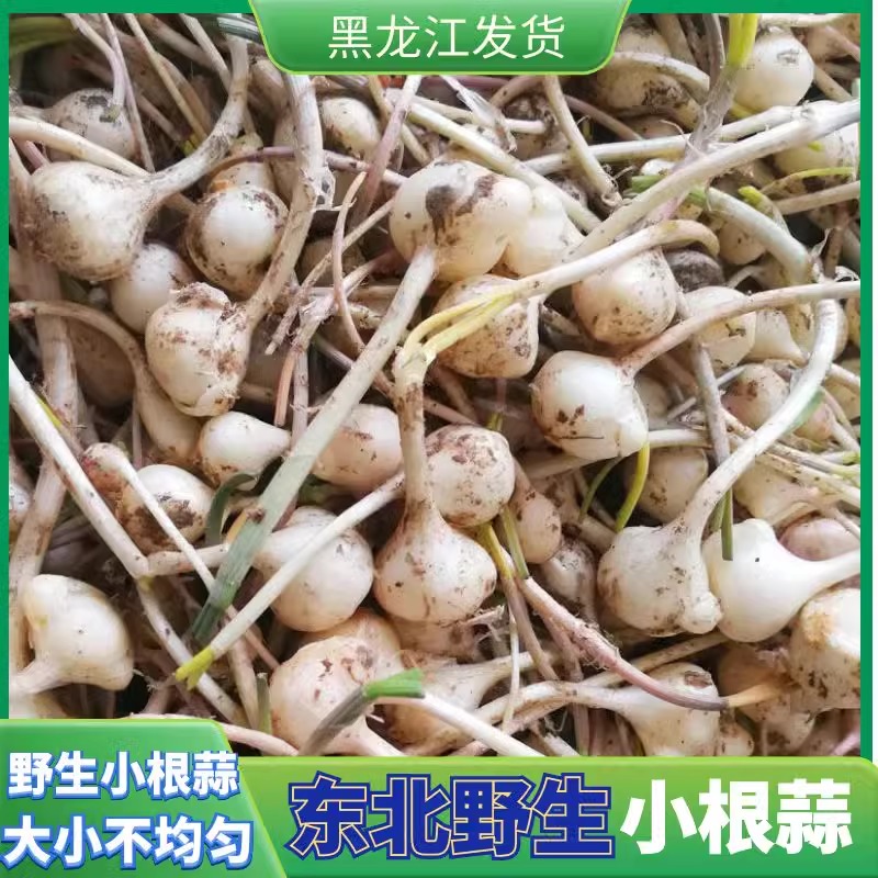 新鲜小根蒜野生新鲜大脑瓜蘸酱菜