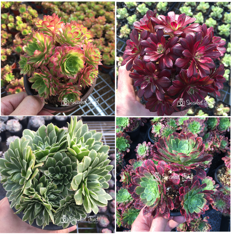 succulent feast 多肉大餐 嘉年华 翡翠冰 红覆轮 法师三仙多肉