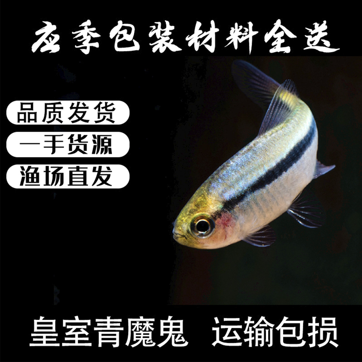 皇室青魔鬼灯鱼幻彩青魔鬼灯科鱼图片
