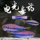 电光毒药2 2.5cm皇室青魔鬼灯鱼小型南美稀有高端鱼草缸群游灯科y