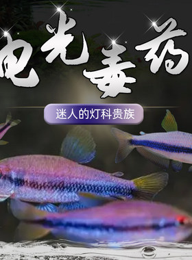 稀有电光南美小型超级高端鱼