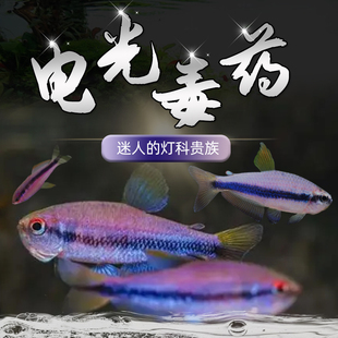 电光毒药2-2.5cm皇室青魔鬼灯鱼小型南美稀有高端鱼草缸群游灯科y