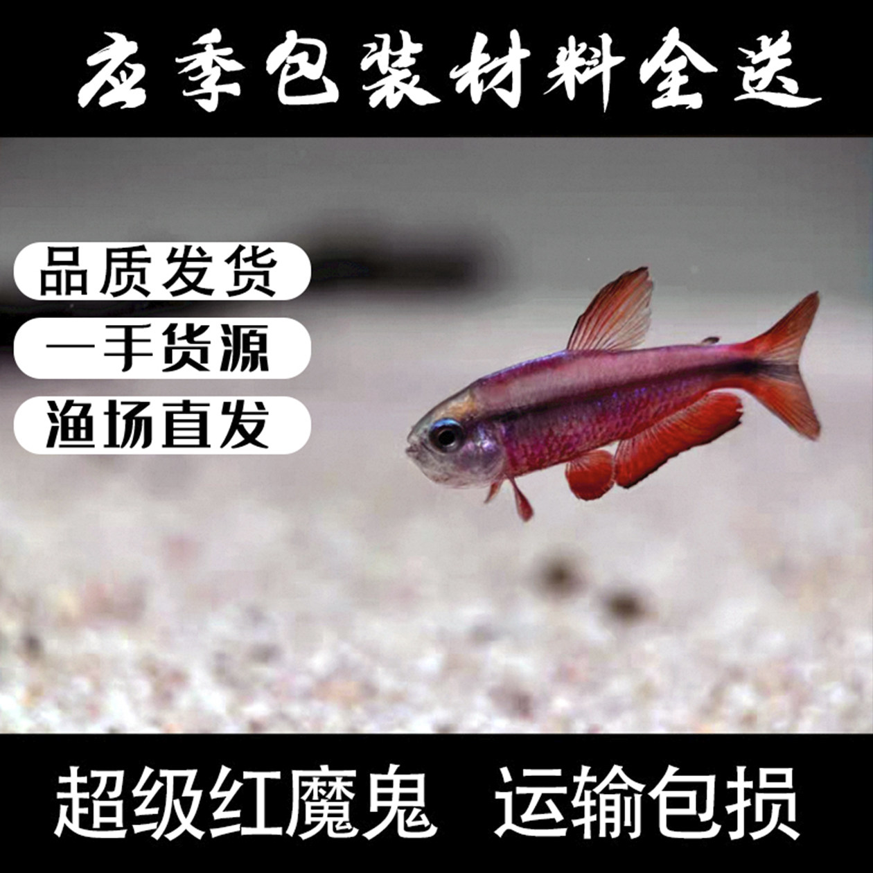 南美稀有超级红魔鬼灯鱼草缸图片