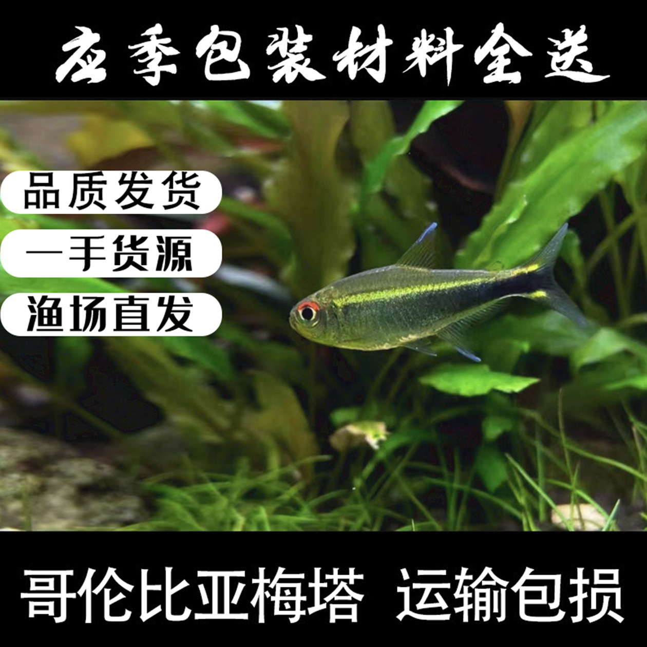 哥伦比亚梅塔灯鱼南美草缸小型群游温和热带鱼观赏鱼淡水活体小鱼图片