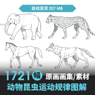 动物昆虫运动规律图解素材合集 CG 动画 原画动作表演参考素材