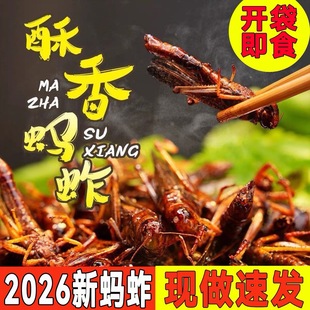 新鲜香脆油炸蚂蚱即食蝗虫食用昆虫烧烤椒盐干炸蚱蜢零食虫子美食