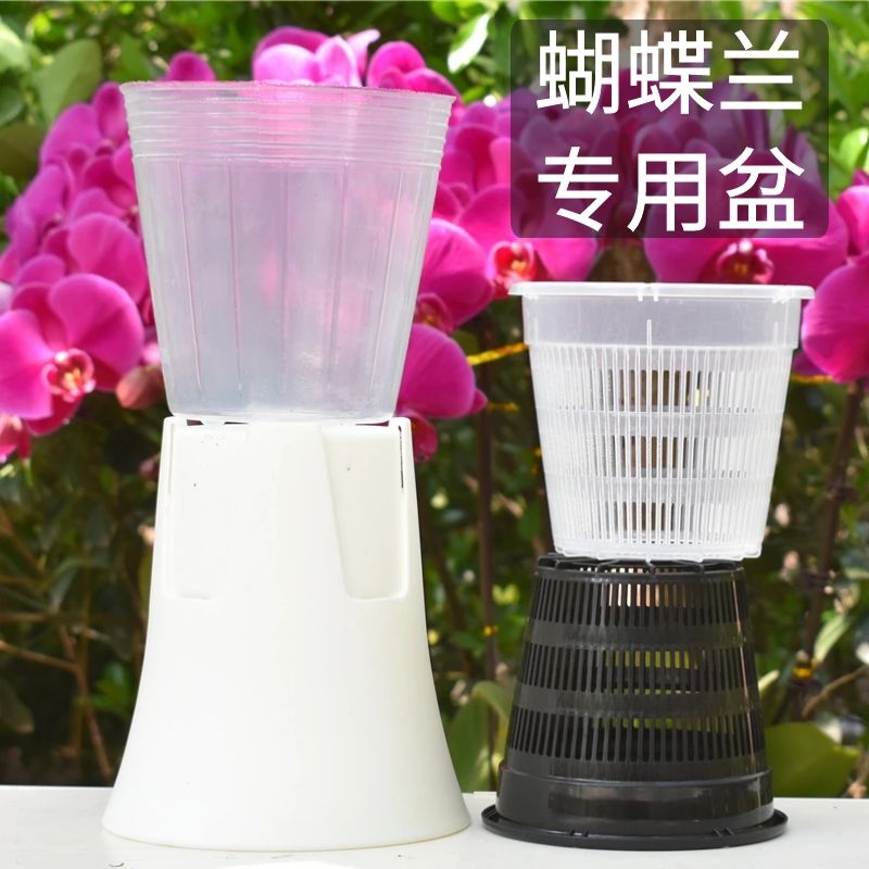 石斛花盆 价格 怎么样 图片