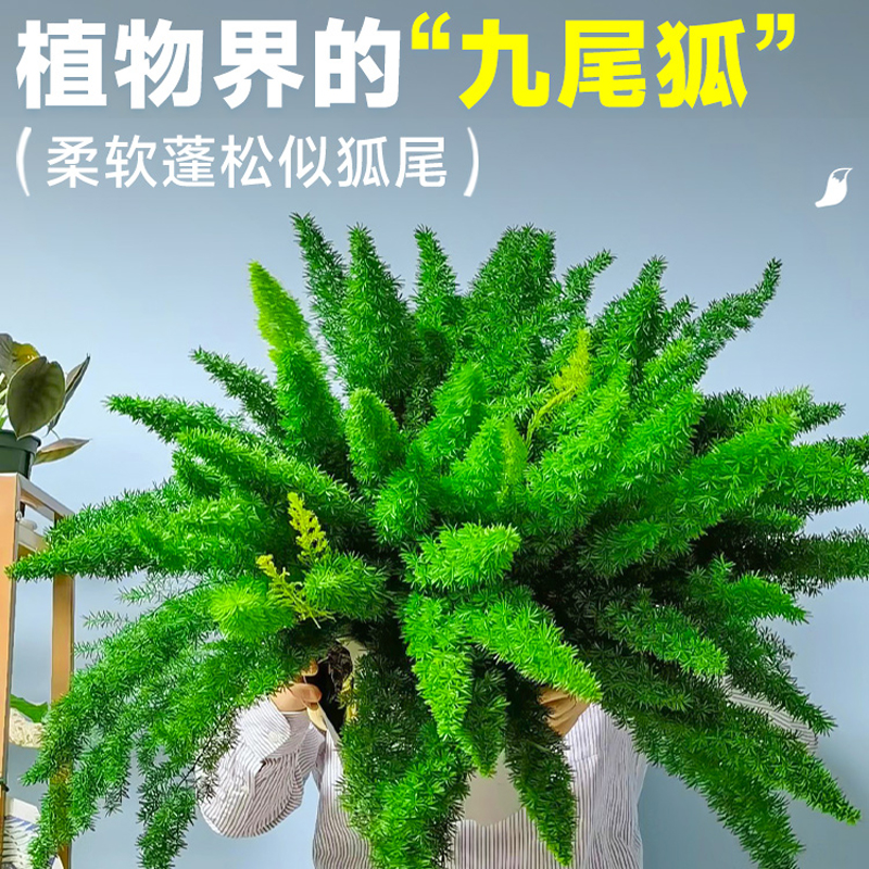 狐尾天门冬盆栽植物庭院阳台常青绿植大全狐尾草四季花卉室内好养-封面