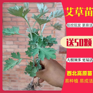 甘肃高原艾草苗野生药用艾蒿种植新鲜食用大艾叶种子根秧苗整棵