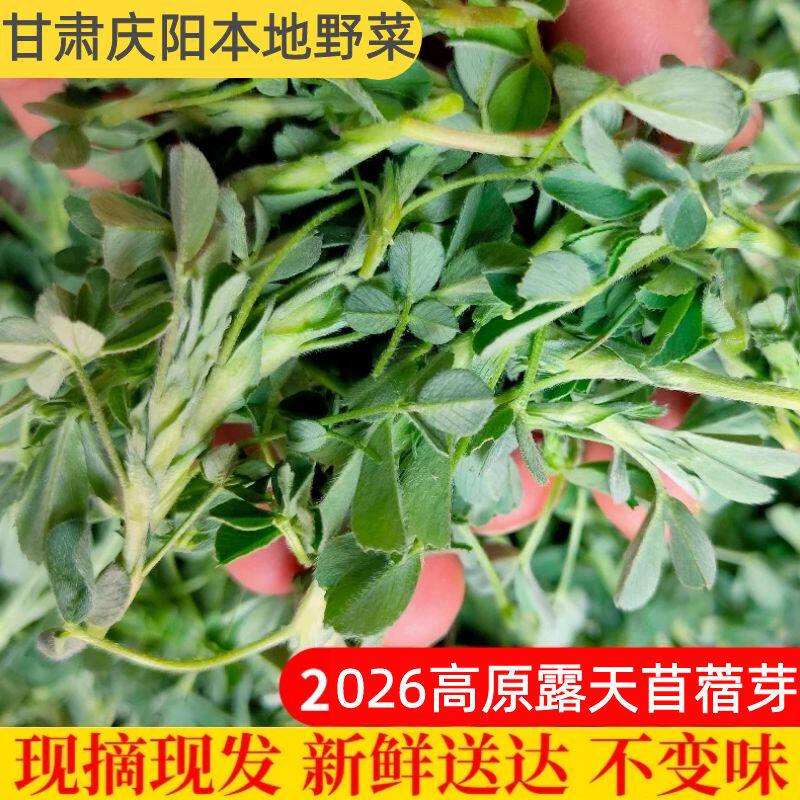 甘肃庆阳苜蓿菜新鲜食用 头茬苜蓿芽3斤农家野菜人吃嫩苗现摘现发