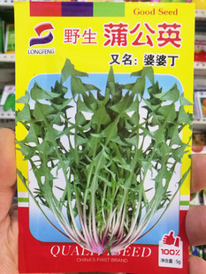 东北蔬菜种籽子 婆婆丁蒲公英种子籽 蘸酱菜 小菜包邮