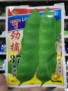 佳木斯龙丰种子油豆角种子籽豆角可劲摘37黑老鸹油豆角150克 包邮