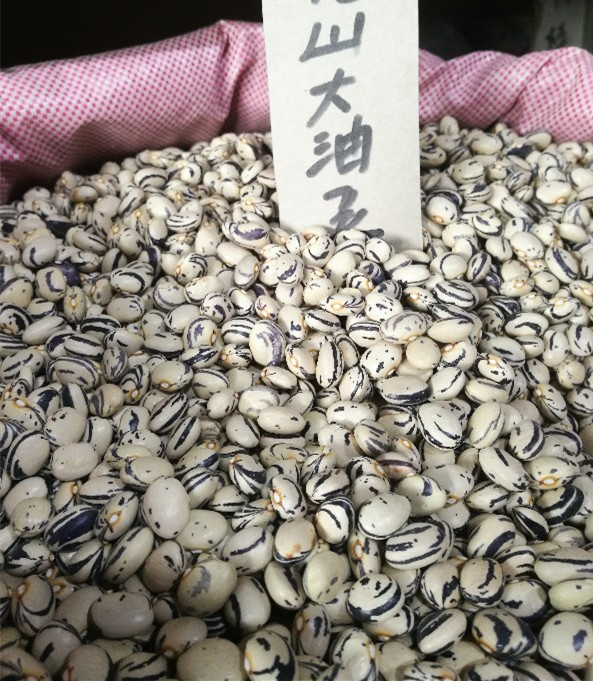 佳木斯龙丰油豆角搭架蔬菜种子