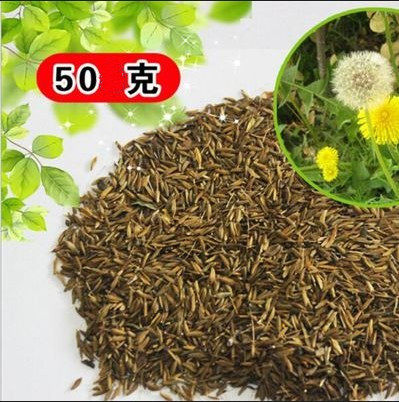 东北野地纯野生种子婆婆丁蒲公英种子白鼓丁籽25-50克