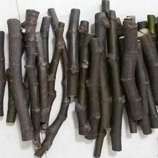 01无花果枝条巴斯最爱格莱斯等观赏盆栽阳台种植扦插嫁接用枝条
