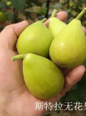 斯优8号大叶斯特拉容器袋苗杯苗特大果无花果果树苗盆栽当年结果