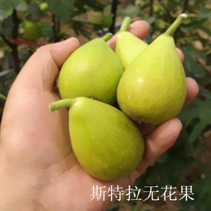 斯特拉无花果苗大果高压包盆栽