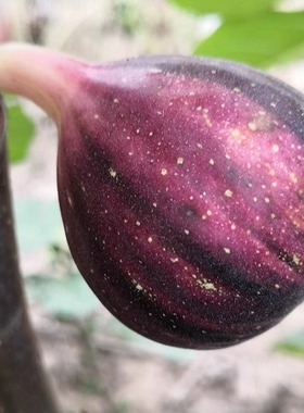 BNR彩虹无花果裸根无花果苗果树苗优良品种观赏盆栽