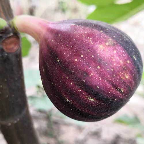 BNR彩虹无花果裸根果树苗盆栽