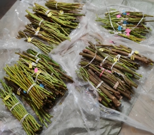 枝条B：无花果新鲜扦插嫁接枝条香槟优昙罗萨TC12塞萨克黑尔