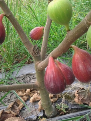 波姬红金傲芬等无花果苗盆栽