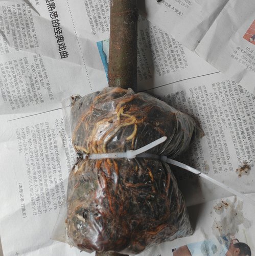 以色列短枝等无花果果树高压包苗