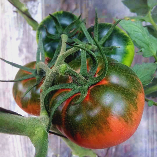 Аутентичный железо -кожа -кив