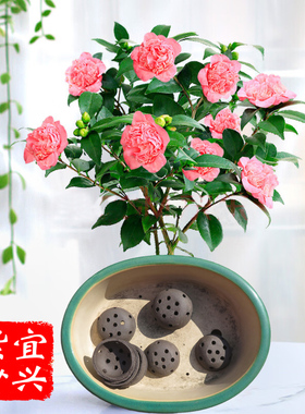 宜兴黑紫砂原矿花盆泥碗大号