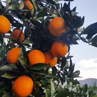 正宗纽荷尔新鲜当季现摘水果园直发整箱10斤5湘西里耶脐橙非赣南