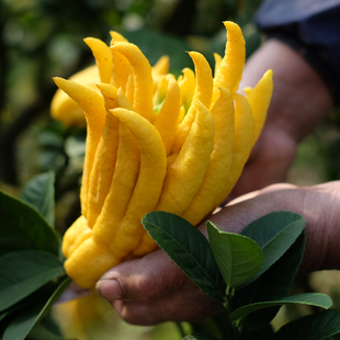 金华佛手果香橼小佛手鲜果佛手柑新鲜金佛手果观赏闻香带枝水养