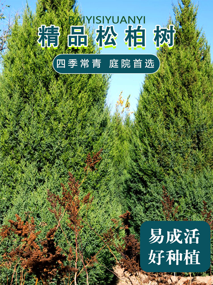 柏树苗塔松侧扁圆宝龙绿化