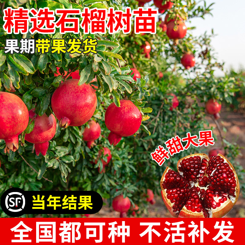 石榴树苗突尼斯软籽盆栽庭