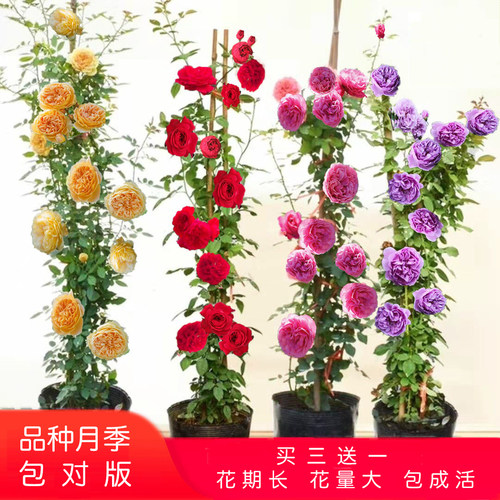 爬藤月季庭院阳台四季开花好成活