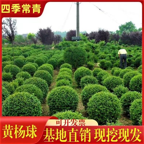 黄杨球四季常青庭院美观
