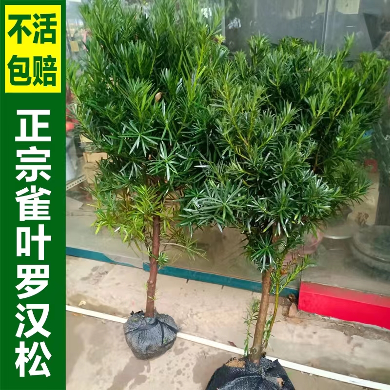 羅漢松樹苗大樹雀舌庭院別墅陽臺地栽可造型室內(nèi)外盆栽盆景綠植物