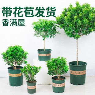 米兰花盆栽苗浓香型花卉绿植室内喜阴驱蚊香草植物四季开很香的花