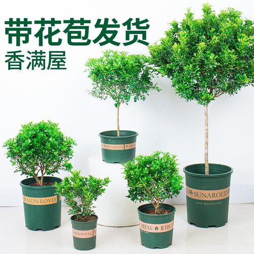 绿澳源米兰木本庭院阳台春秋