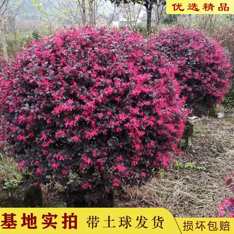 红花继木球精品檵苗别墅绿