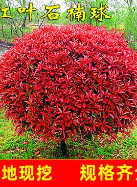 红叶石楠球树苗庭院别墅地栽红罗宾小苗篱笆墙绿化苗四季常青耐寒