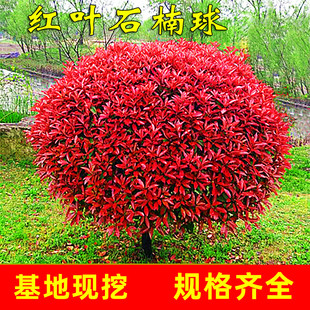 红叶石楠球树苗庭院别墅地栽红罗宾小苗篱笆墙绿化苗四季常青耐寒