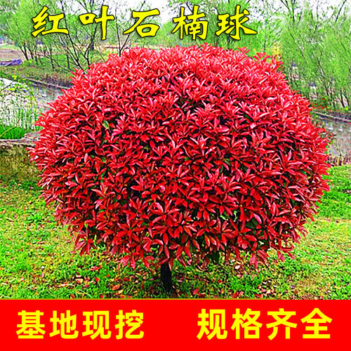 红叶石楠球四季常青庭院美观