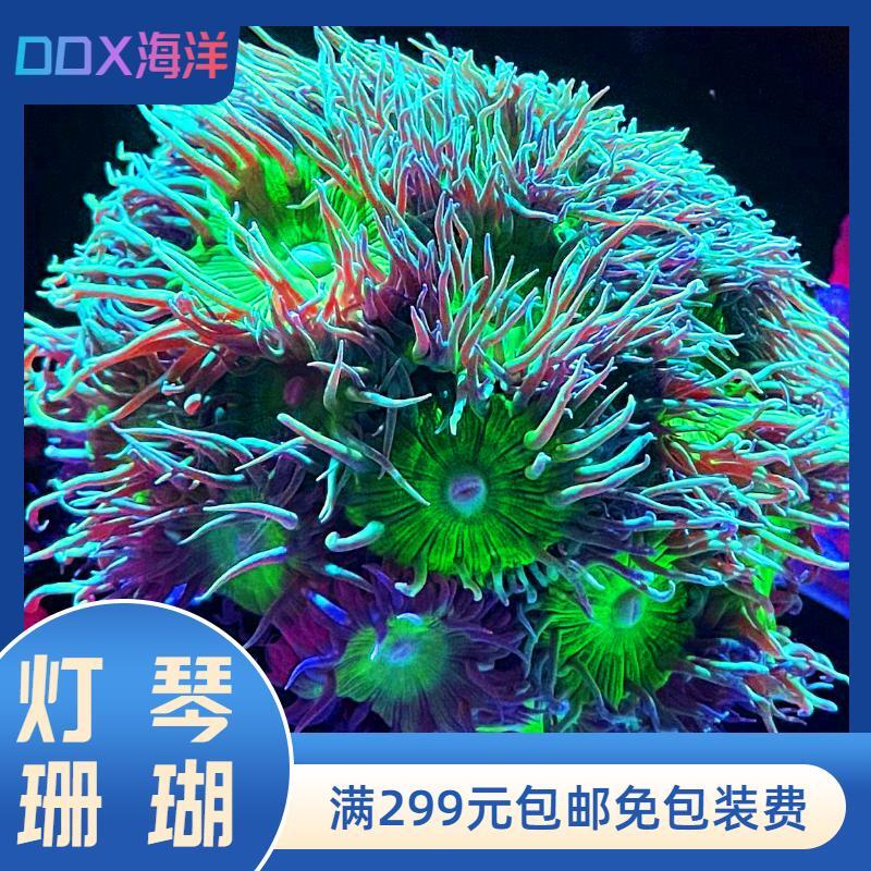 澳洲灯琴绿高脚灯琴长须飘逸软体lps海缸珊瑚