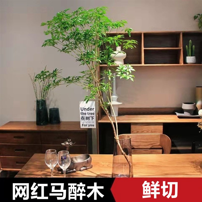 精选马醉木水培植物鲜o切枝吊钟室内装饰绿植网红新款摆办公室客