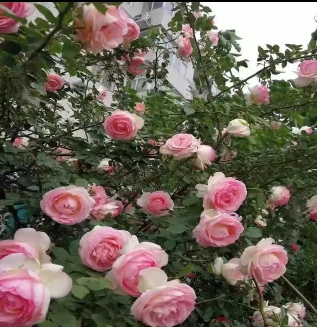 成都花卉销售蔷薇花月季花欧洲月季庭院花园爬藤蔓藤植物四季开花