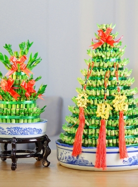 成都室内水培富贵竹塔竹塔8层大富大贵转运竹节节高绿色植物盆栽