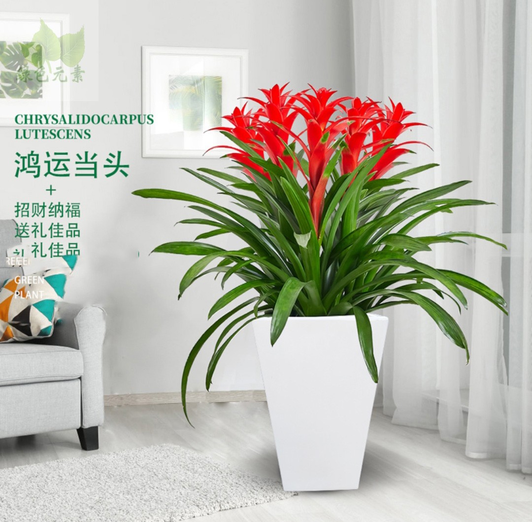 成都直送鸿运当头盆栽开业送礼