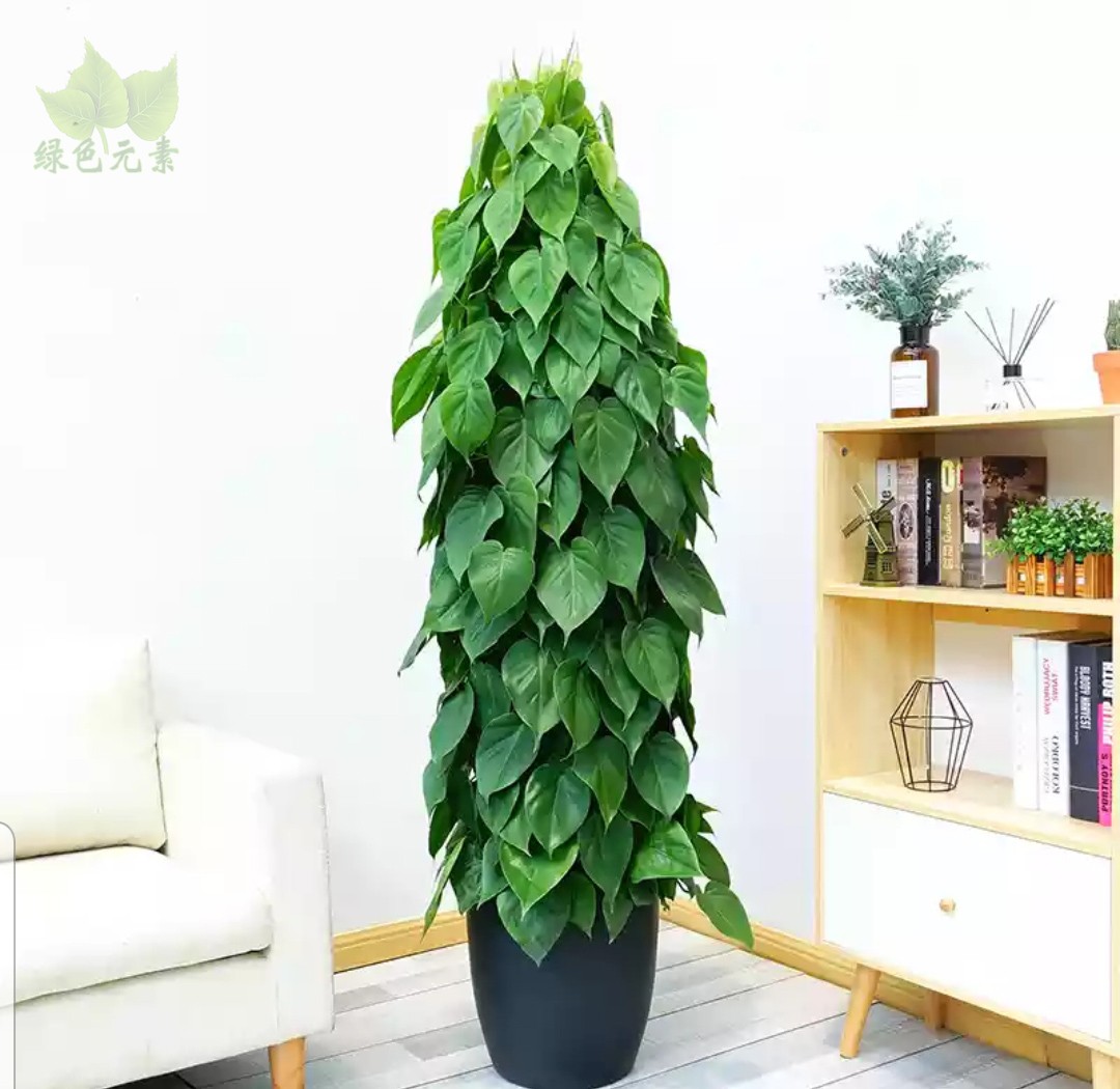 成都植物销售青叶藤观叶植物爬藤盆栽花卉吸甲醛心叶藤送货植好养