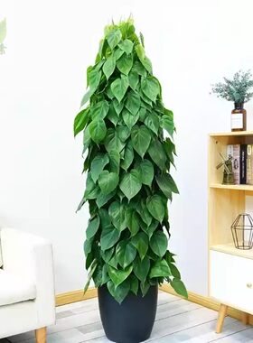 观叶植物青叶藤植物净化