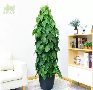 成都植物销售青叶藤观叶植物爬藤盆栽花卉净化甲醛心叶藤送货植