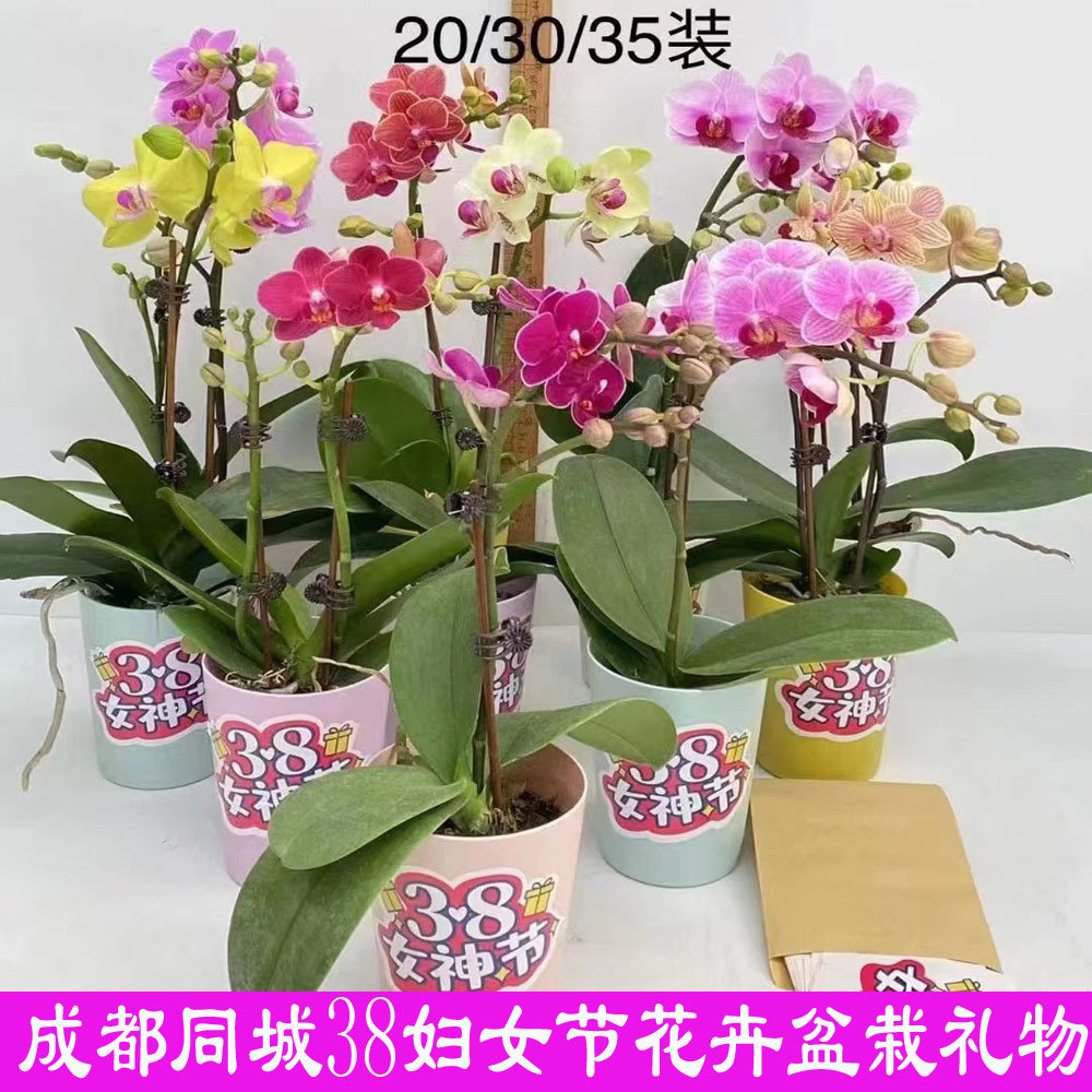 38妇女节鲜花盆栽礼物蝴蝶兰